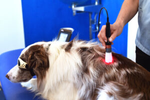 K Laser Cube P30 VET Application BFU 5282 elektrostimulator