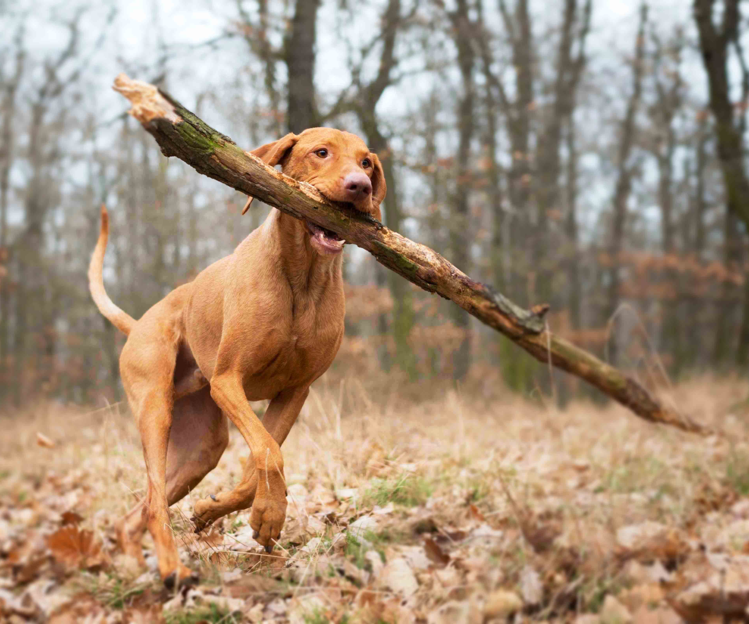 card image 2 1 4 elektrostimulator